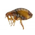 Fleas Control Products