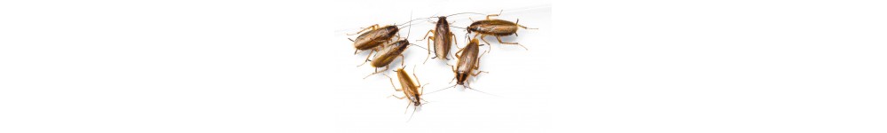 Insecticides against cockroaches Insecticides against cockroaches