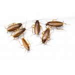 Insecticides against cockroaches 