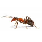 Ants Control Products
