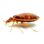 Bed Bugs Control PRODUCTS